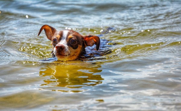 Qu'est-ce qu'un logiciel de montage vidéo pour débutants ?